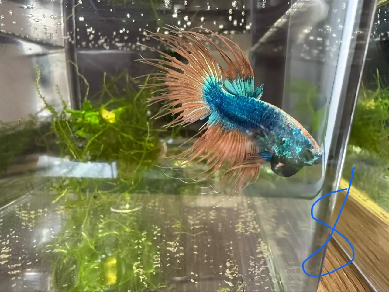 Billede 1 - Crowntail Kampfisk hanner