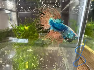 Crowntail Kampfisk hanner