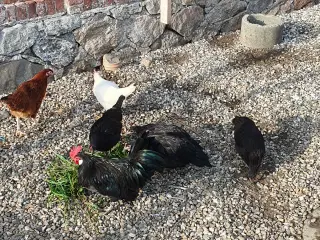 Havehøns
