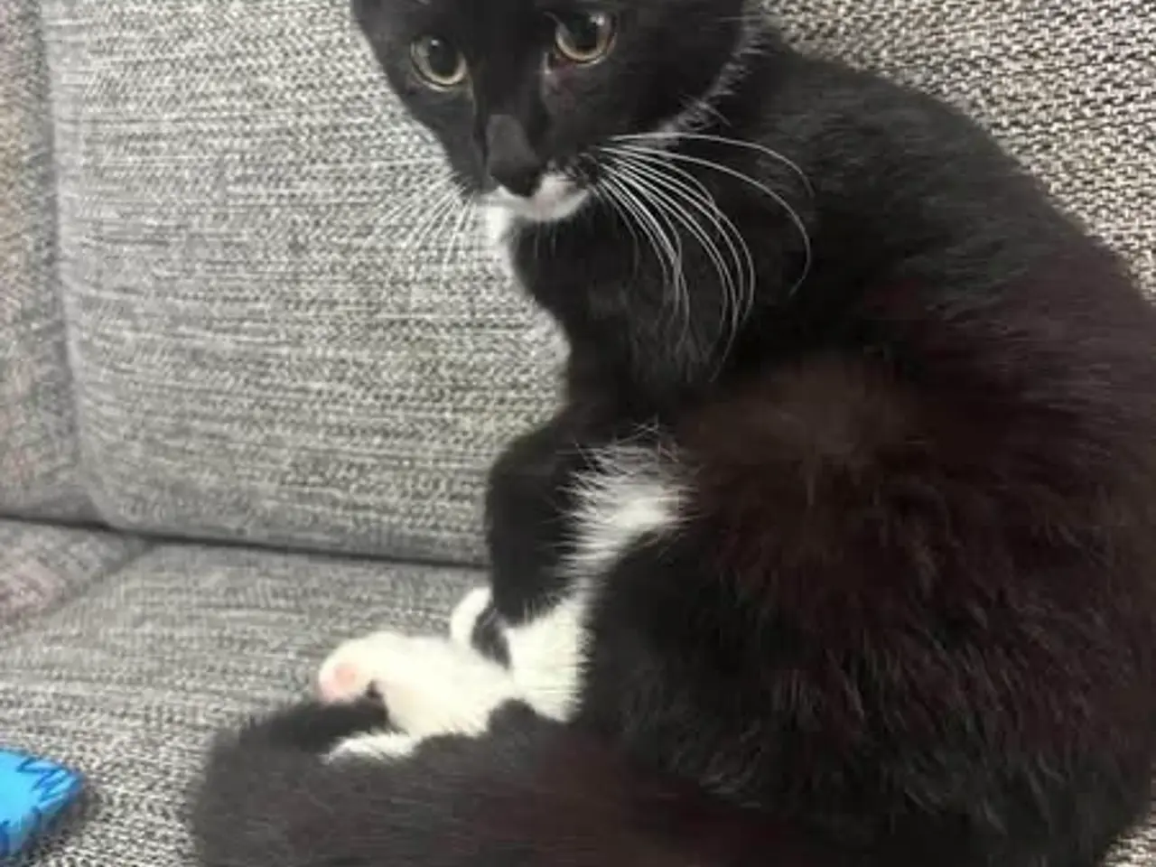 Billede 2 - To skønne, kælne killinger søger et hjem 🥰