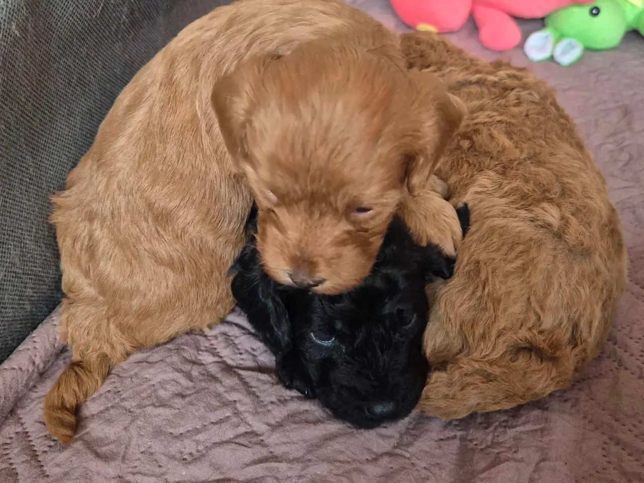 Billede 11 - Cavapoo f1b 