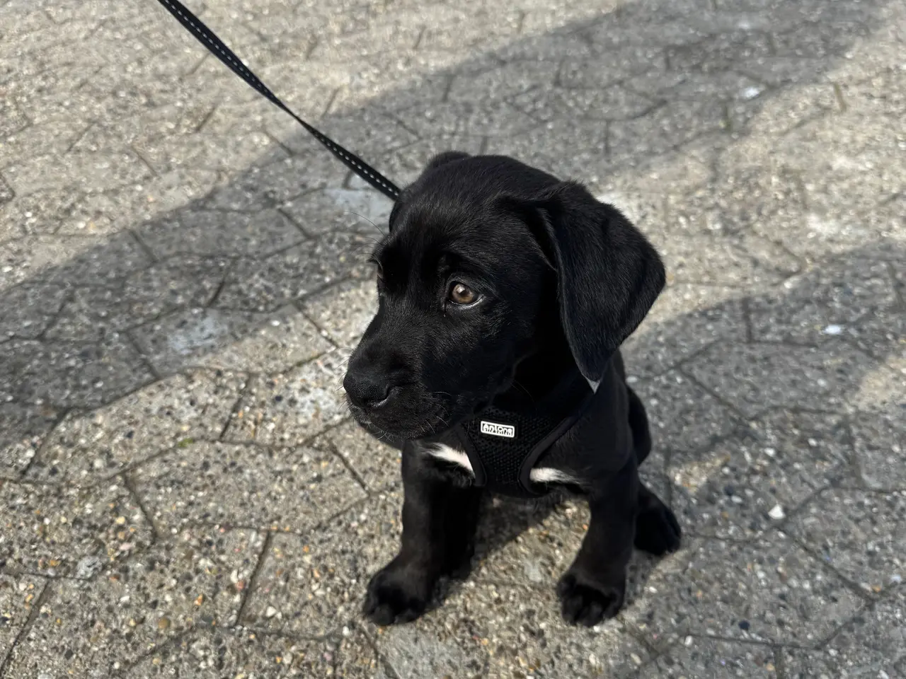 Billede 9 - Labrador blanding 
