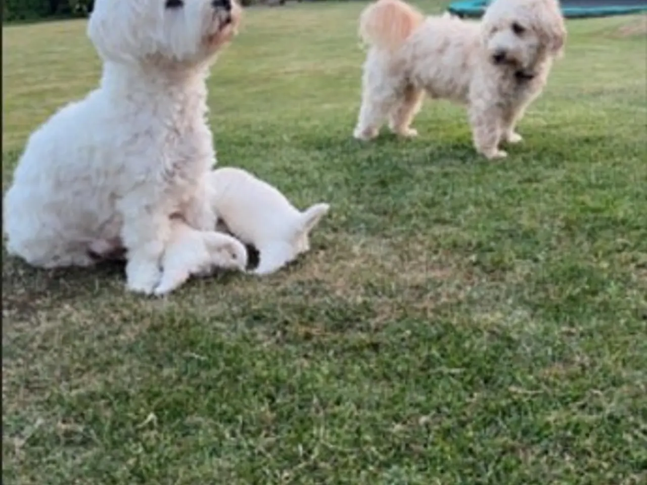 Billede 5 - Maltipoo Hvalpe