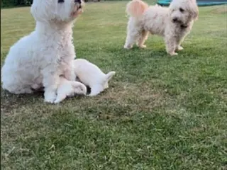 Maltipoo Hvalpe - 5