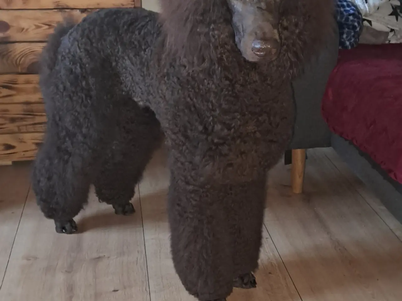 Billede 8 - Hundefrisør/trimming/groomer 