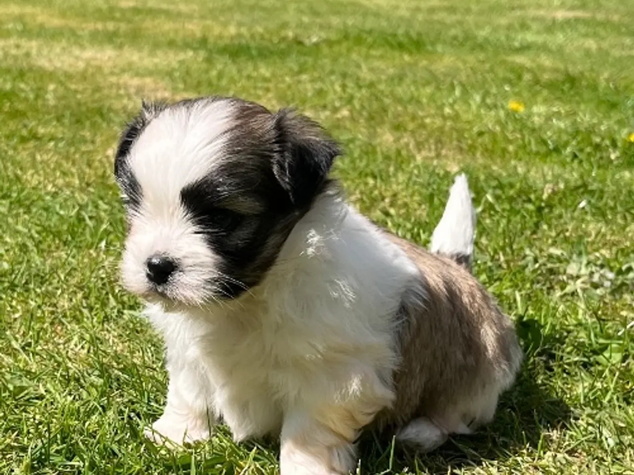 Billede 5 - Blandings hvalp - Lhasa apso & malteser