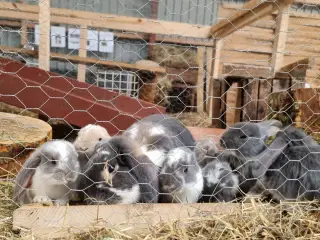 🐰 Søde franske vædderkaninunger