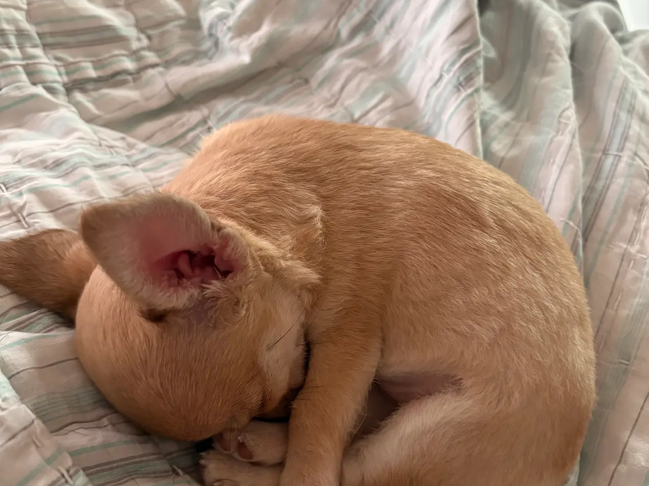 Billede 6 - Korthåret Chihuahua