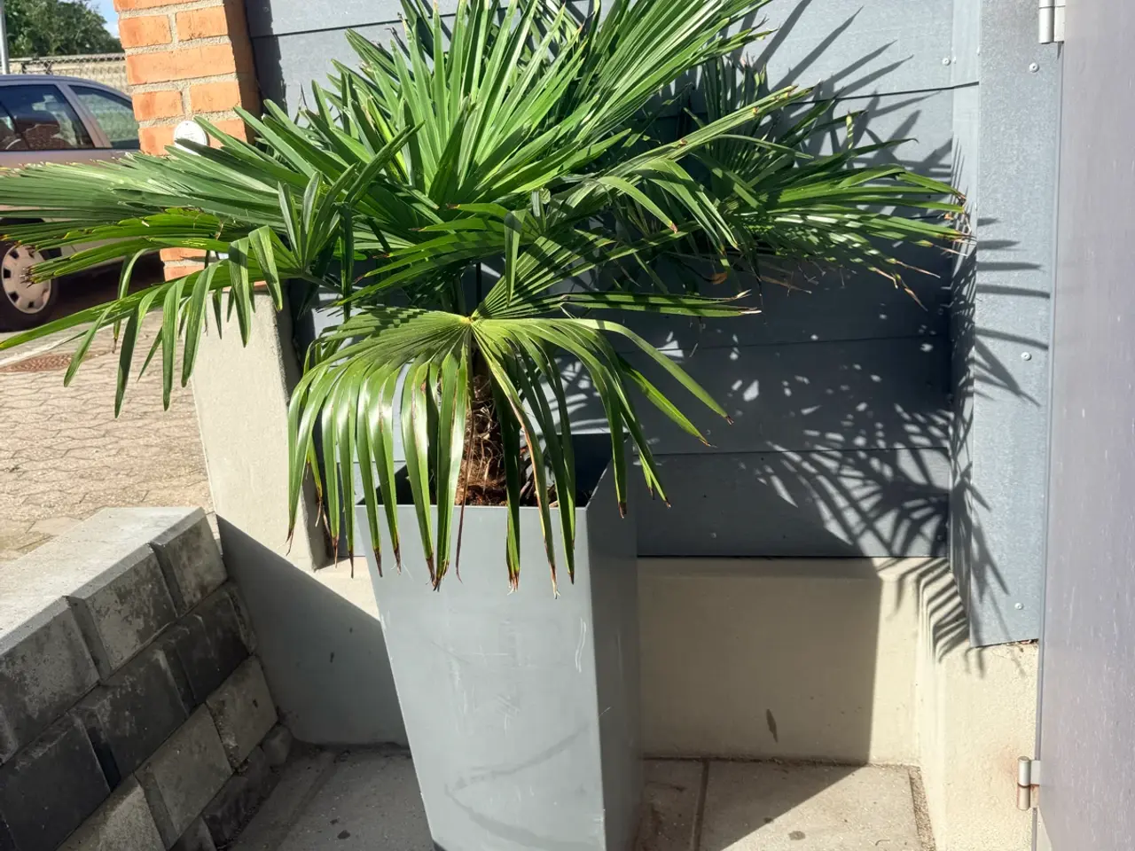 Billede 2 - 🌴 Flot Trachycarpus-palme til salg 🌴