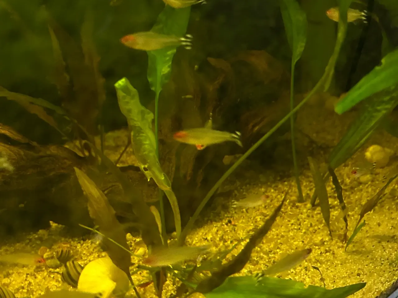 Billede 3 - 🔥🐟 Rødnæsetetra – perfekte stimefisk til akvarie