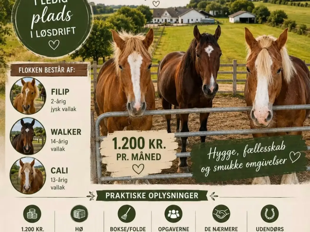 Billede 1 - Hyggeligt opstaldning i løsdrift