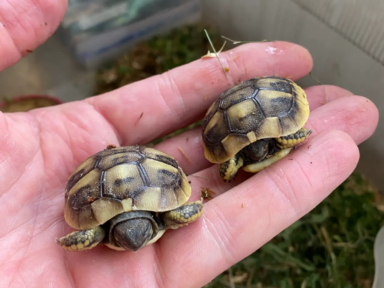 Billede 7 - Græsk landskildpadde