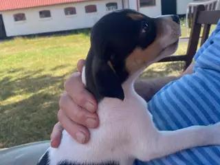 Dansk-svensk gårdhund hundehvalpe