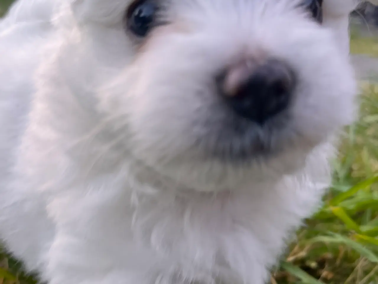 Billede 9 - 🐶 Små kælende Malitpoom 🐶 