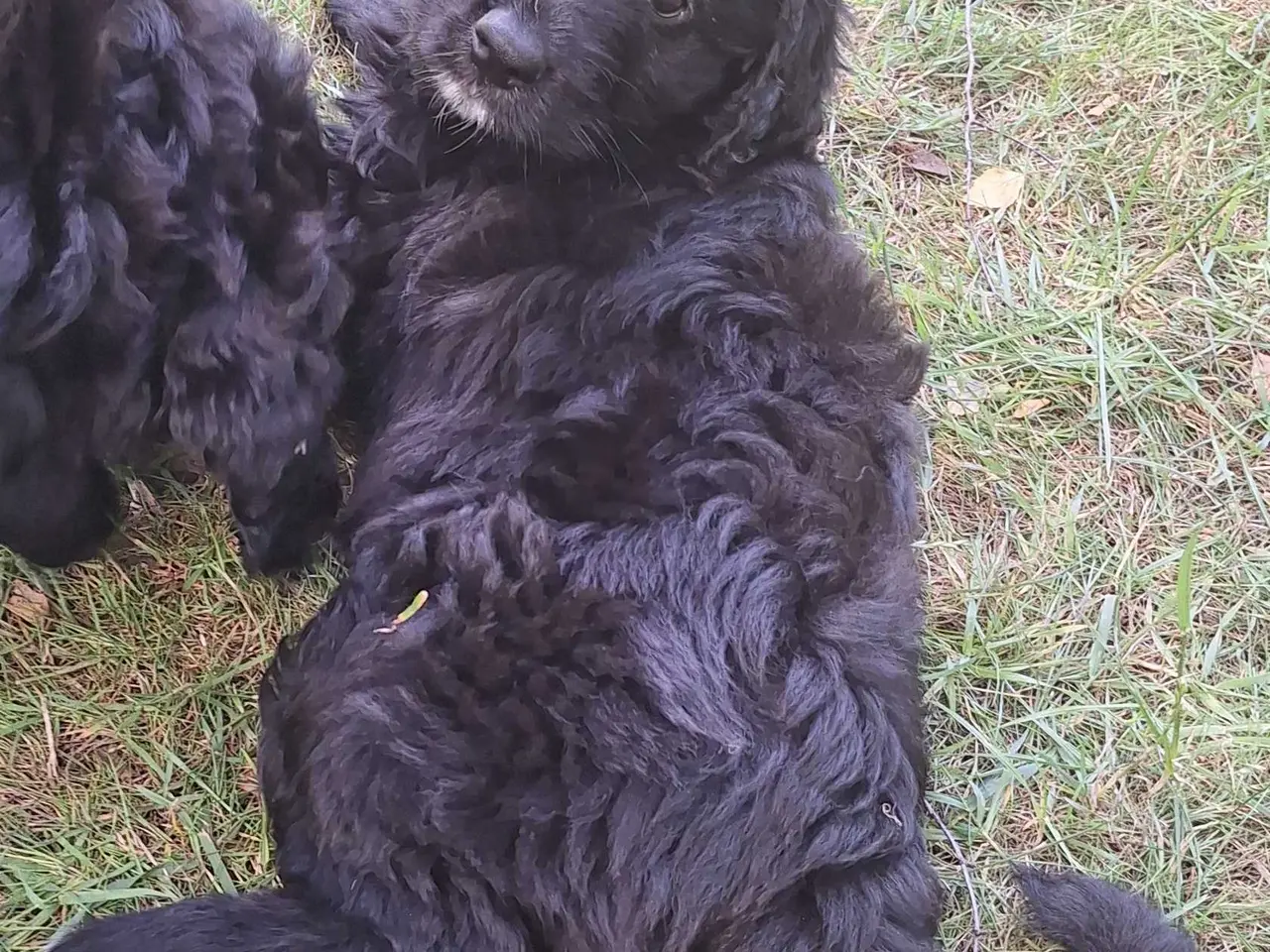 Billede 12 - Bernerdoodle / doodle  