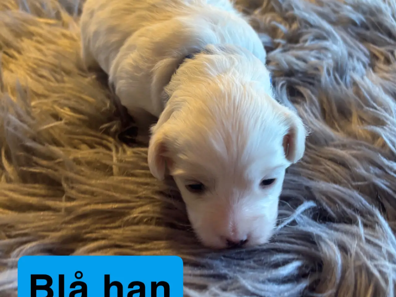 Billede 8 - 🐾Allergivenlige hvalpe søger kærlige hjem🐾