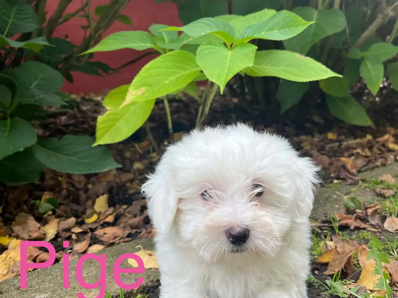 Billede 4 - Coton de tulear