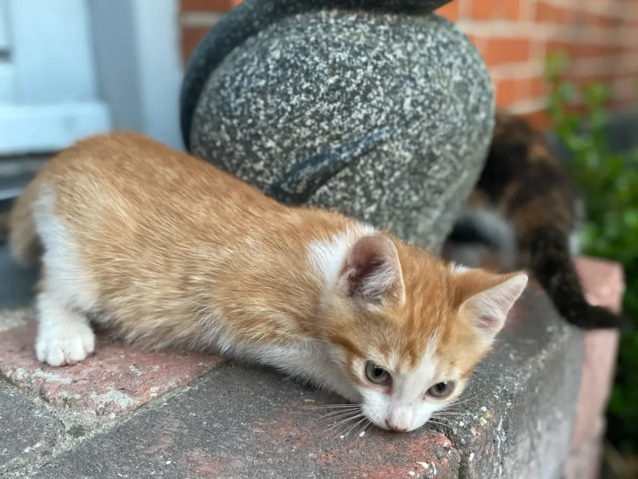 Billede 4 - Søde killinger søger nyt hjem 🐾