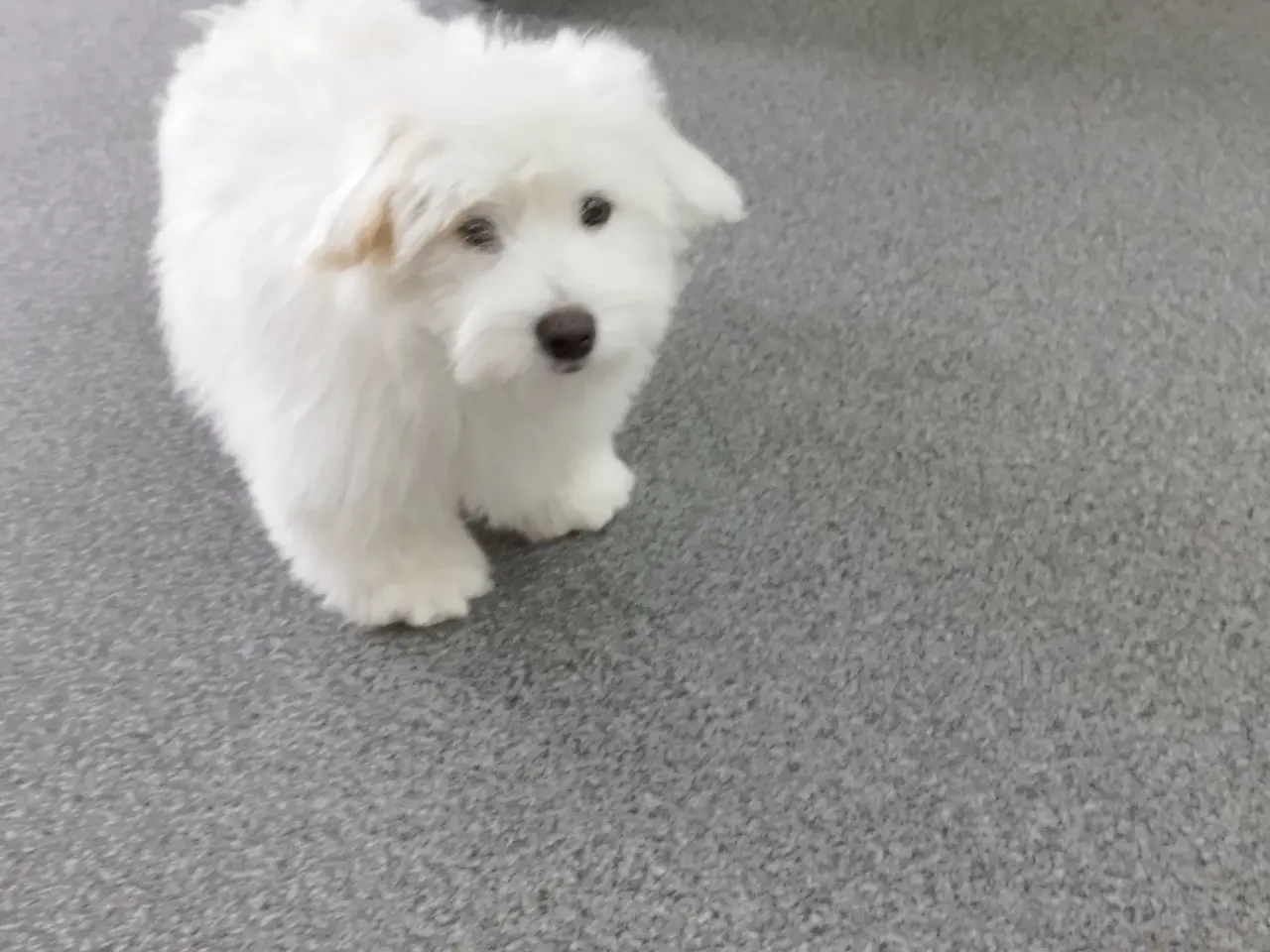 Billede 1 - Coton de Tulear