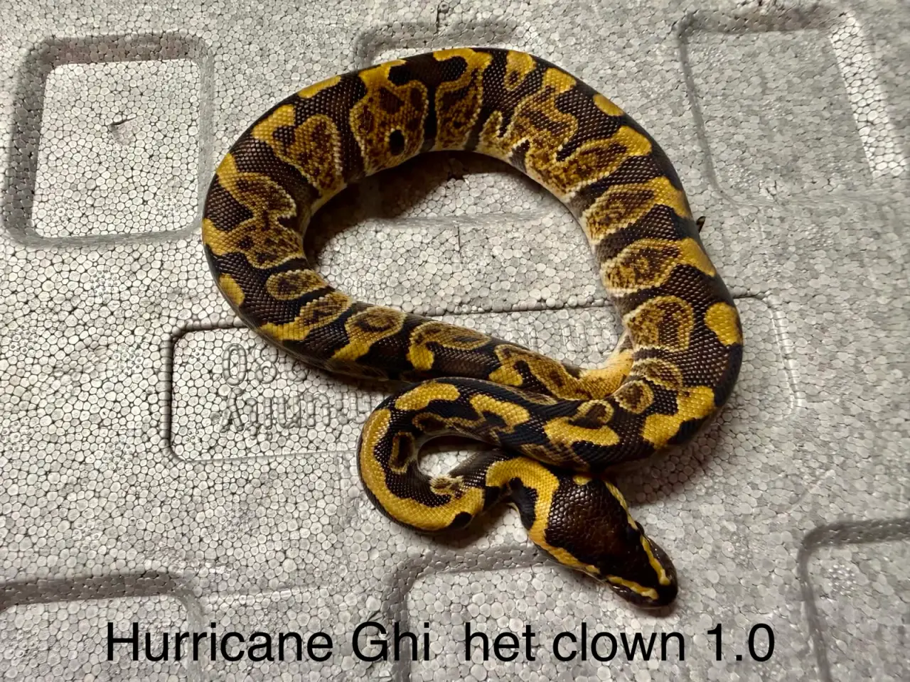 Billede 8 - Konge python