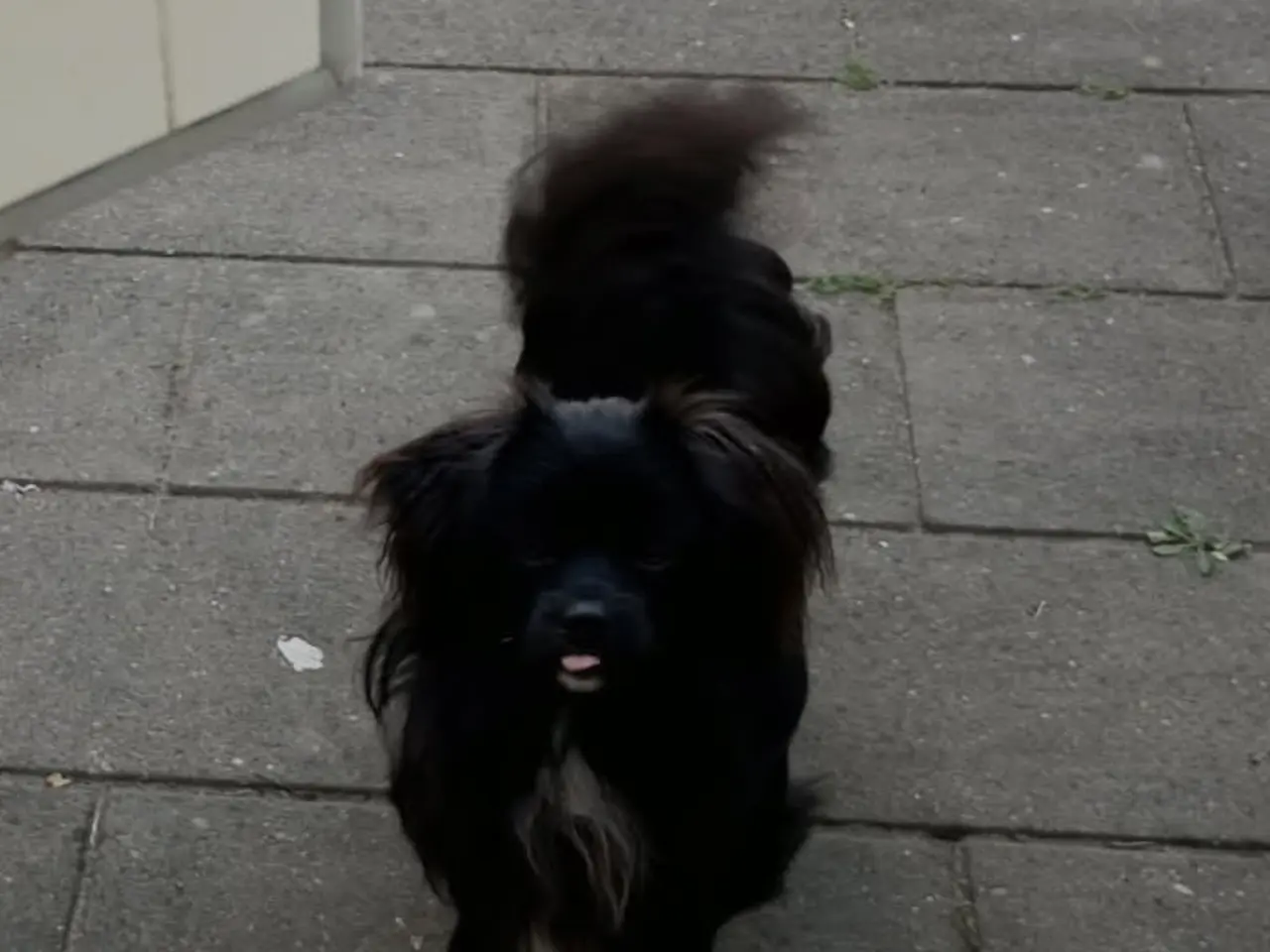 Billede 1 - Den skønneste Pomeranian-blandingshvalp