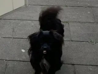 Den skønneste Pomeranian-blandingshvalp