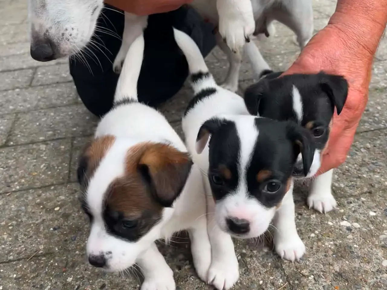 Billede 2 - Jack Russel Terrier Hvalpe