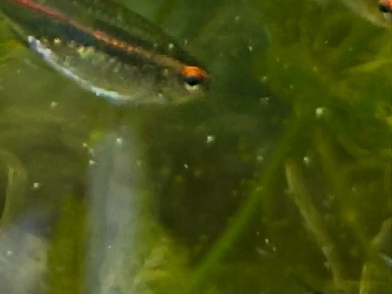 Billede 2 - 🐠 Glødelys Tetra – flotte, sunde stimefisk ✨