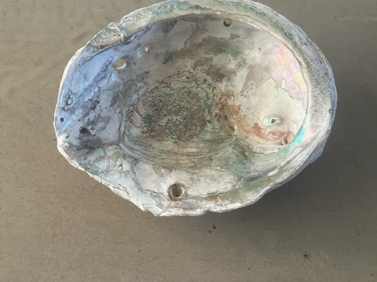 Billede 2 - Abalone skal