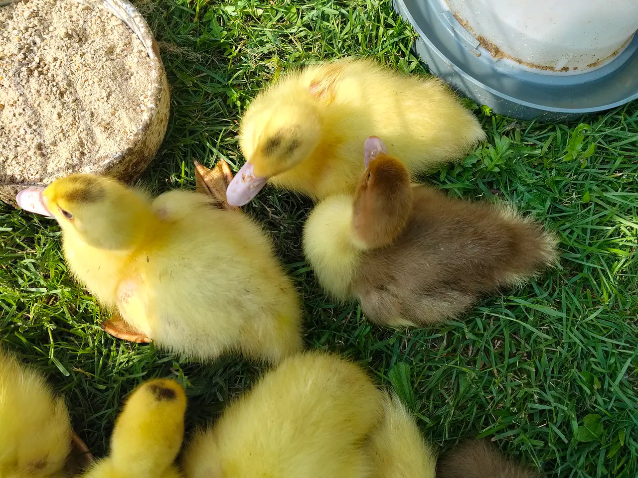 Billede 1 - Moskus ællinger i mange farver 