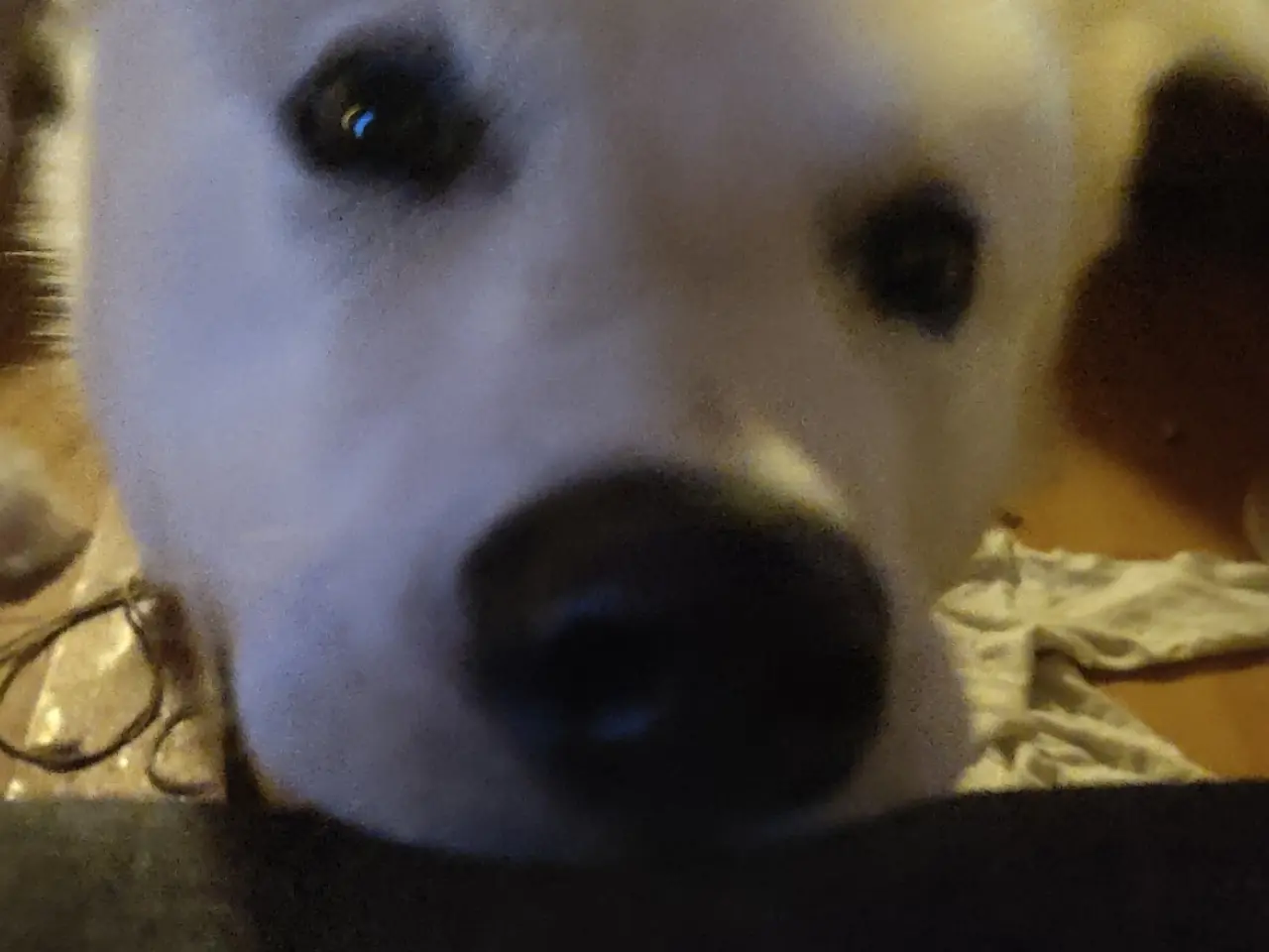 Billede 1 - Hund søges (skal trænes til service hund)