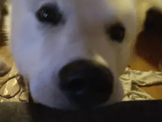 Hund søges (skal trænes til service hund)