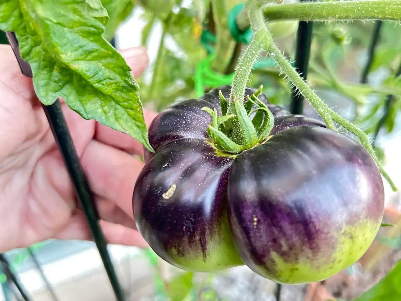 Billede 4 - Sunde frø af STORE tomater 🍅
