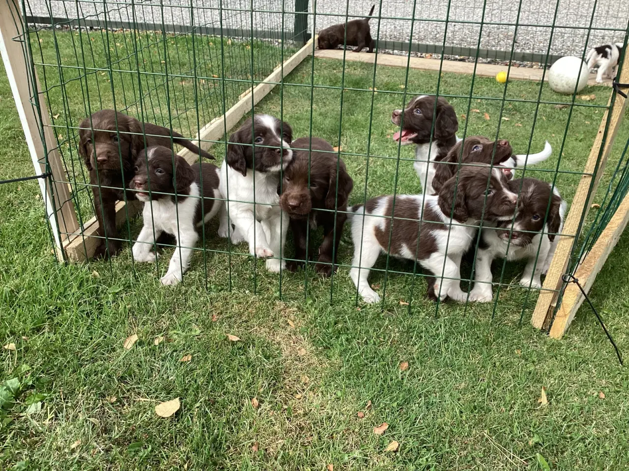 Billede 3 - FT Springer Spaniel/ Engelsk Springer Spaniel