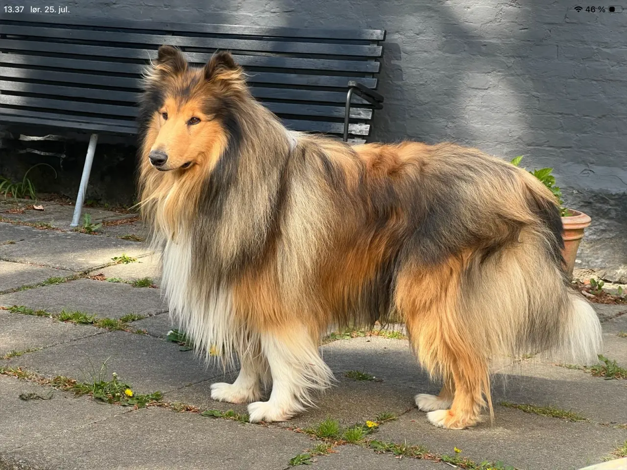 Billede 2 - Colliehvalpe