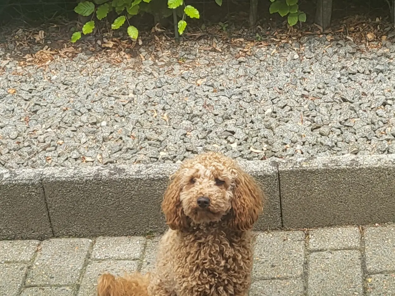 Billede 1 - Dværgpuddel han tilbydes til parring.
