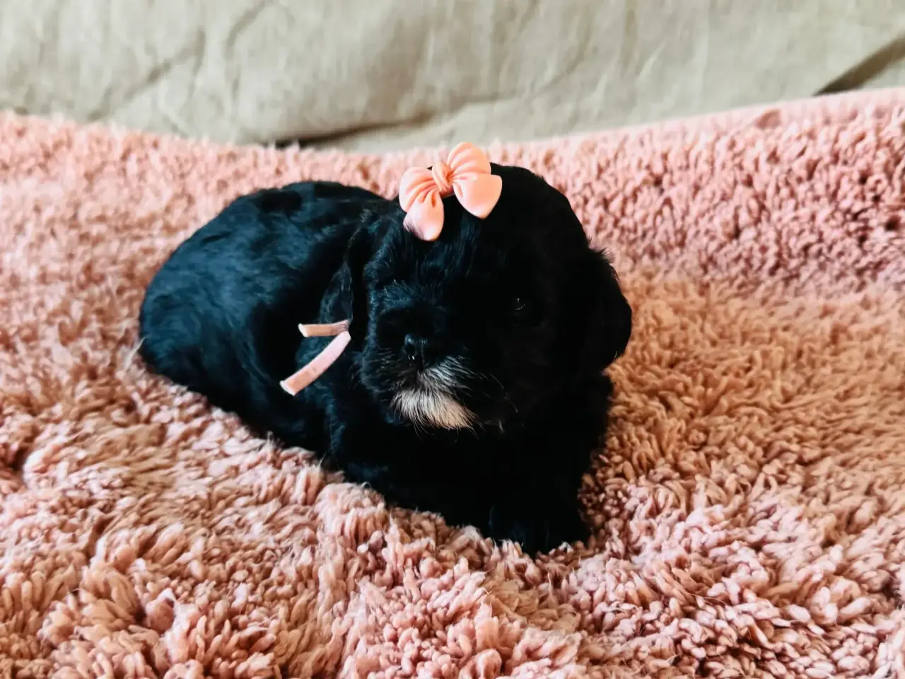 Billede 4 - Shihpoo hvalpe 🐶🌸 rejseklar 19. Maj 26