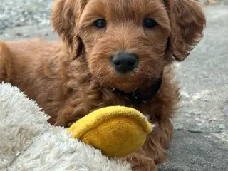 Goldendoodle + Cavapoo