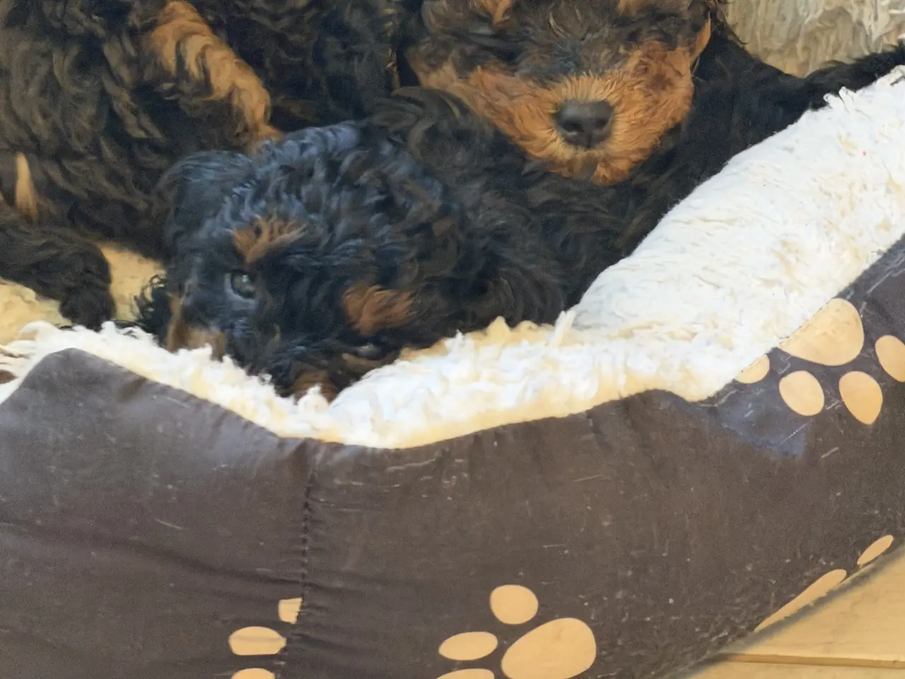 Billede 6 - Cavapoo 2 smukke Prinsesser ❤️