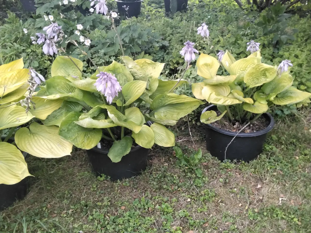 Billede 2 - XL Hosta Sun and Substance I store 40L potter