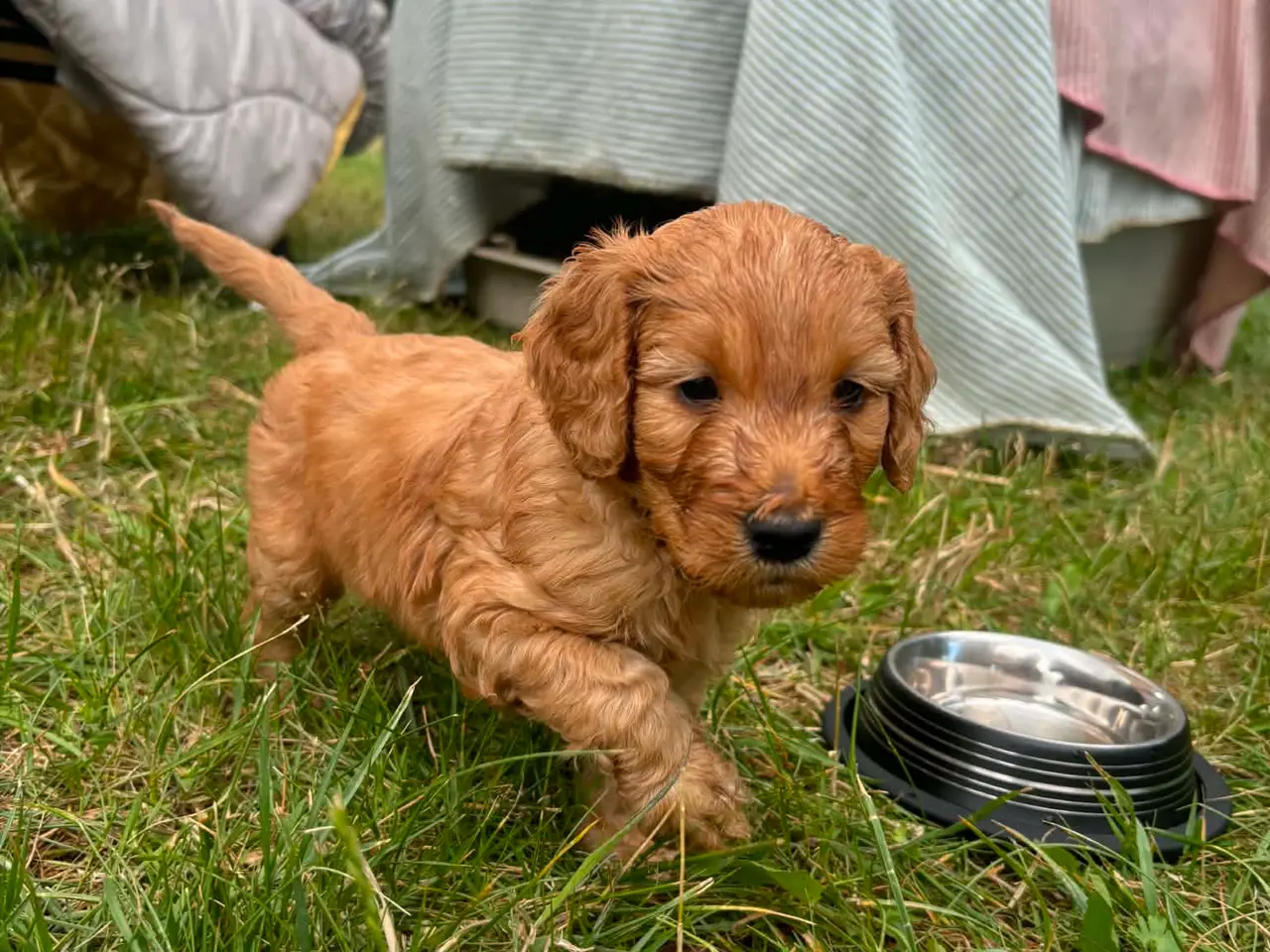 Billede 2 - Cockapoo/cockerpoo hvalpe fra stueopdræt ❤️
