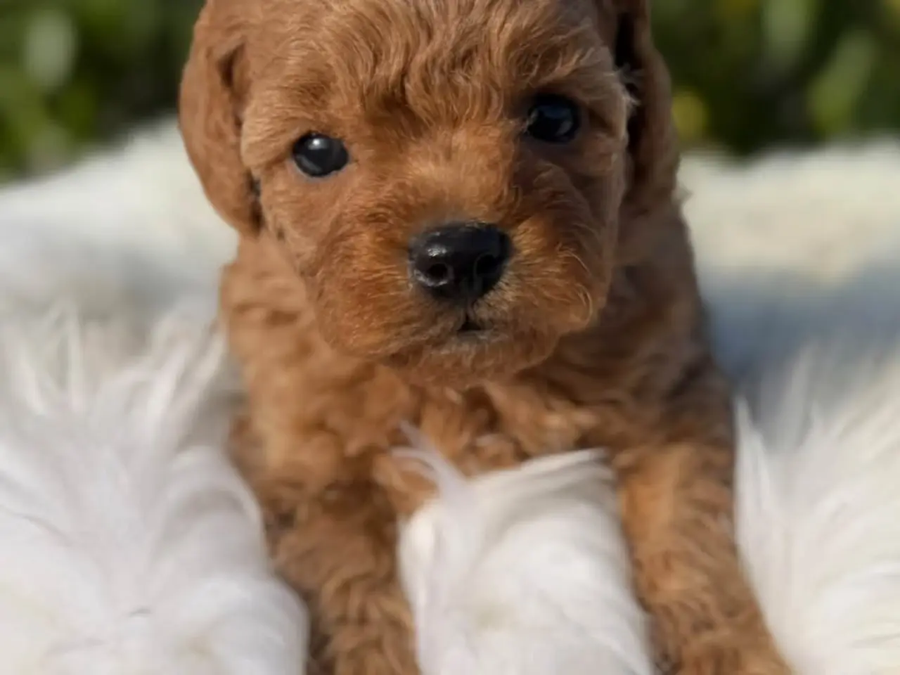 Billede 2 - Cockapoo f1b