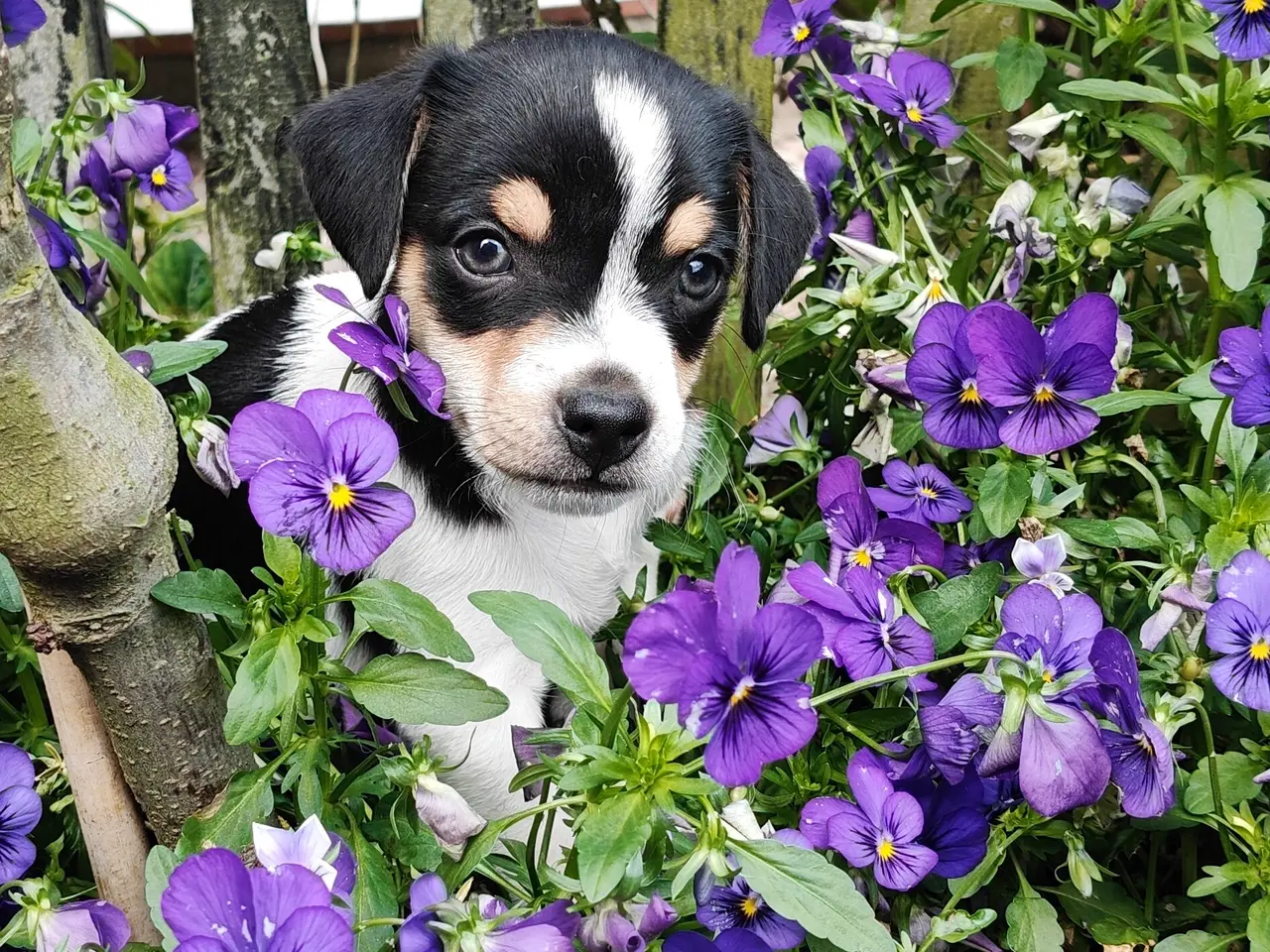 Billede 1 - Baby Rottehund