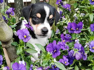 Baby Rottehund