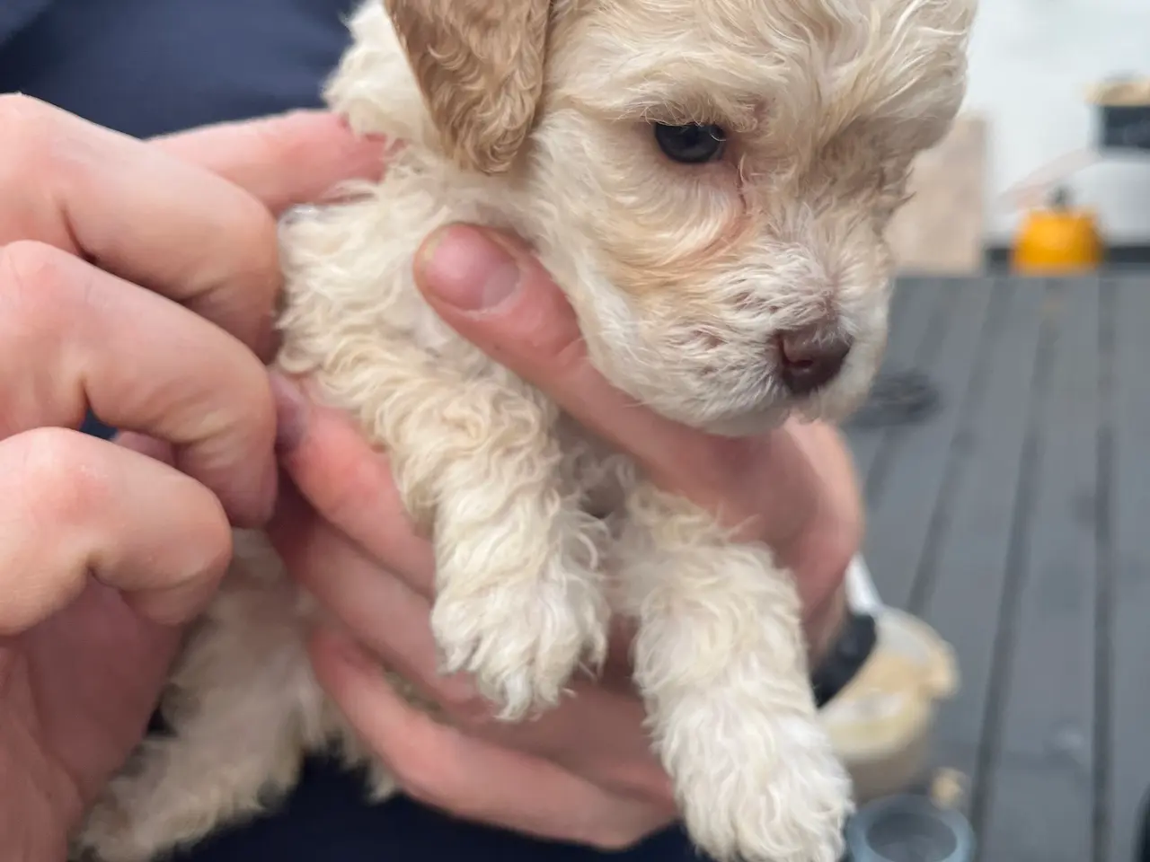 Billede 9 - Labradoodle hvalpe (hanner)