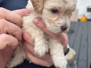 Labradoodle hvalpe (hanner)