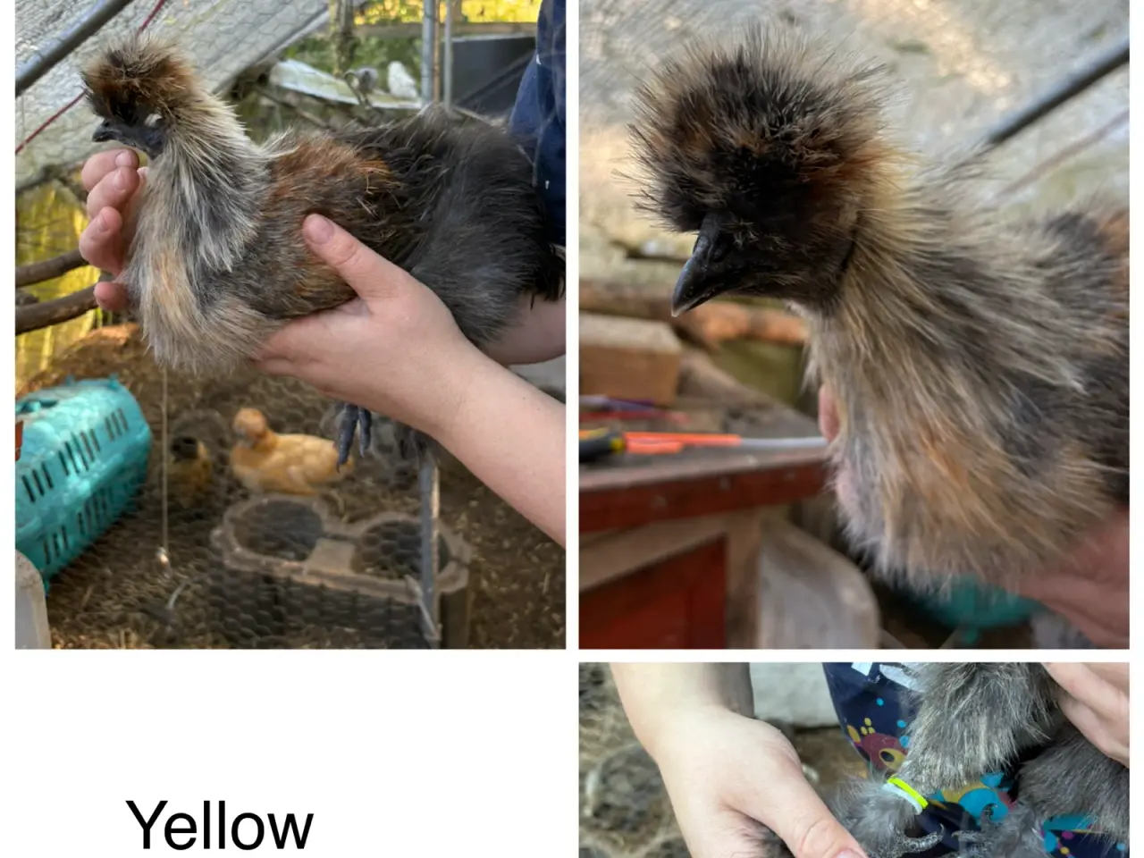 Billede 13 - Silkiehaner / Silkie roosters