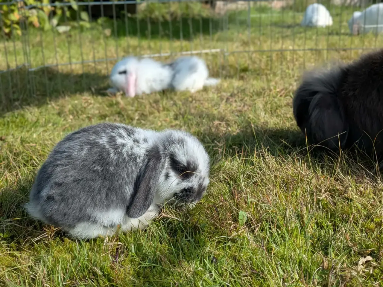 Billede 8 - Mini-lop kaninunger