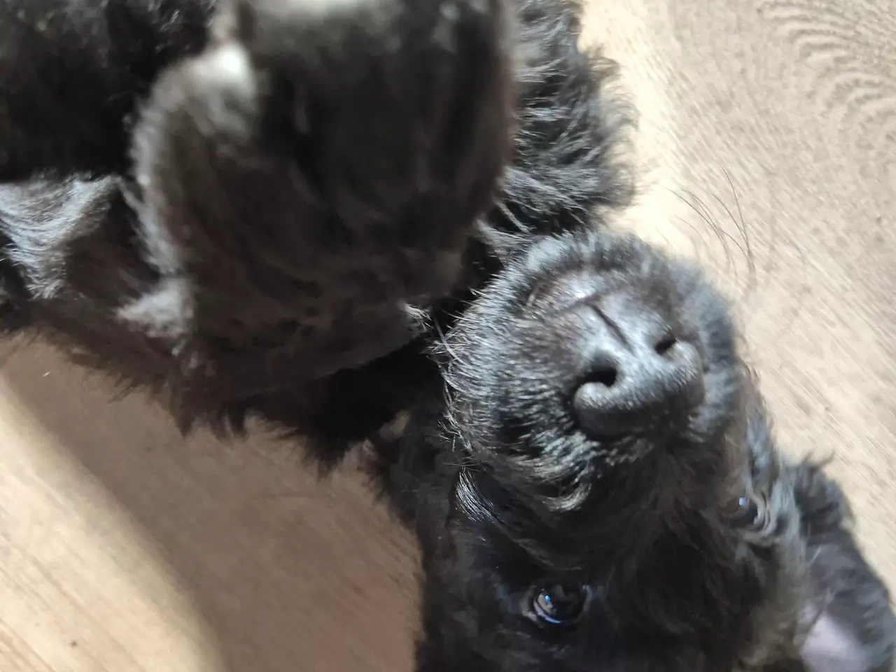 Billede 11 - F1B Labradoodle 