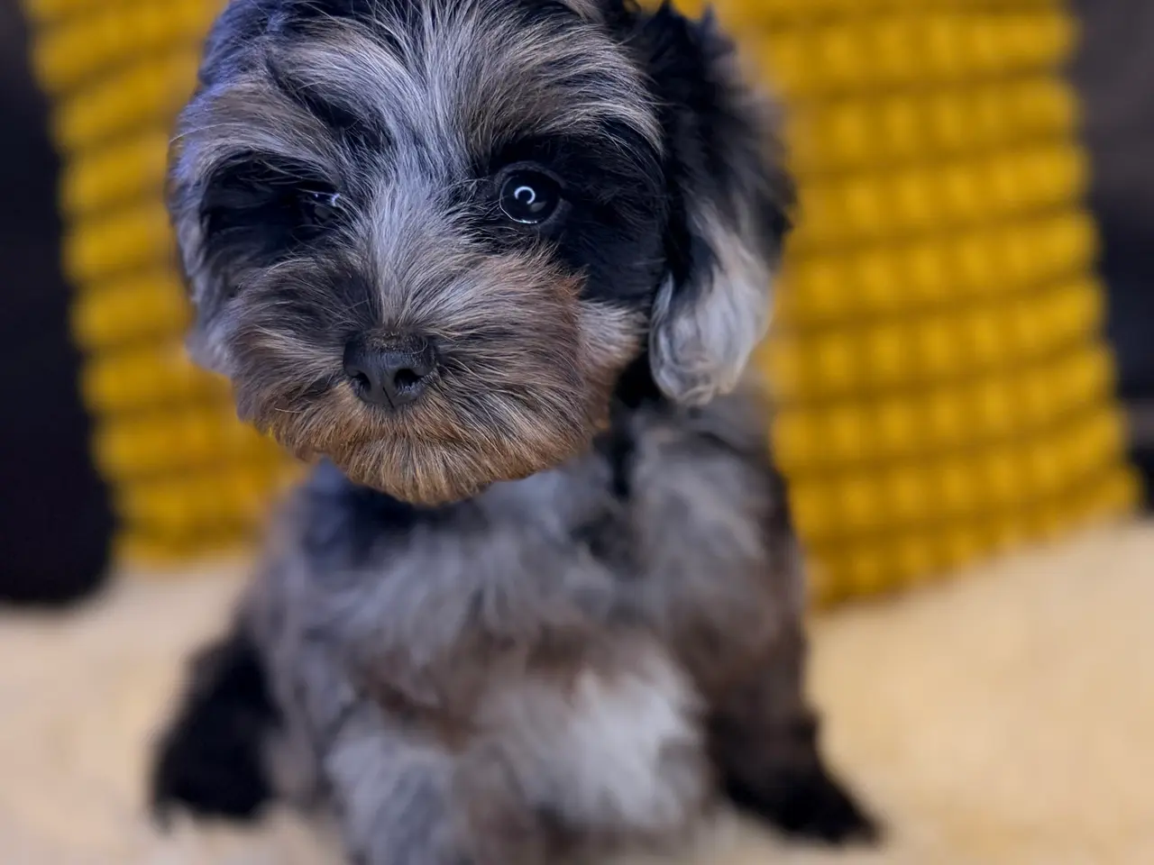 Billede 8 - Cockapoo F1B